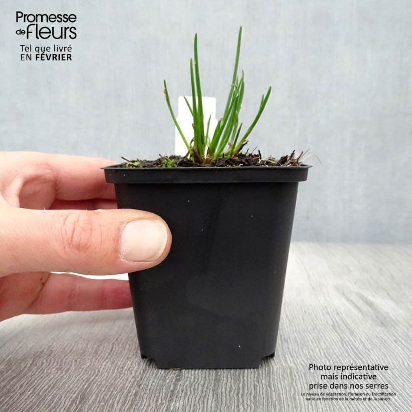 Allium schoenoprasum Rising Star 8/9 cm pot sample as delivered in winter