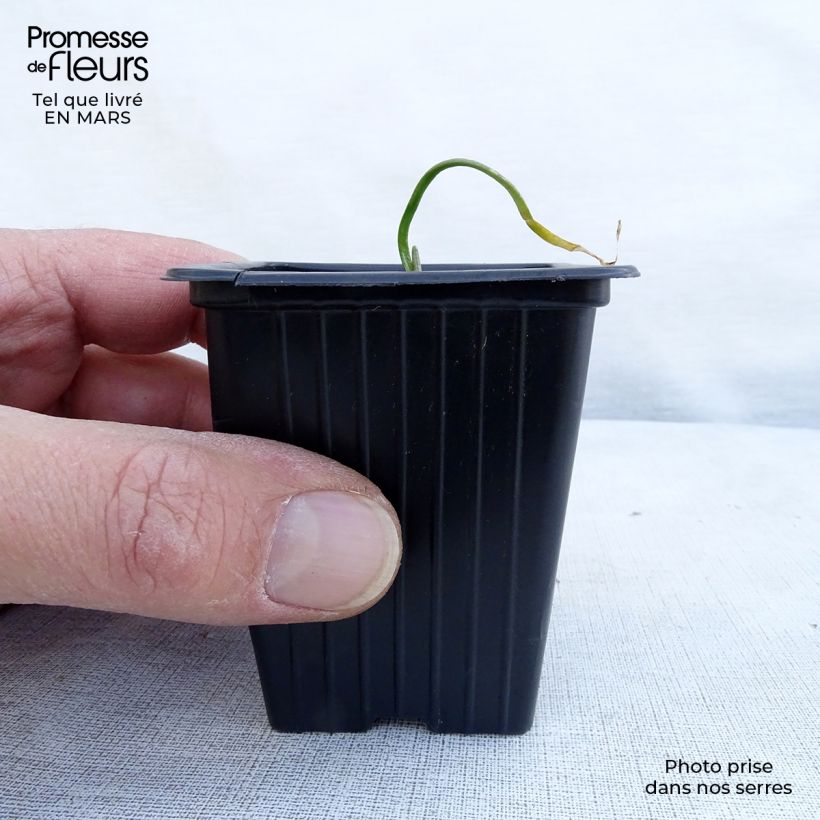 Organic Chinese Chives - Allium tuberosum 7/8 cm pot sample as delivered in spring