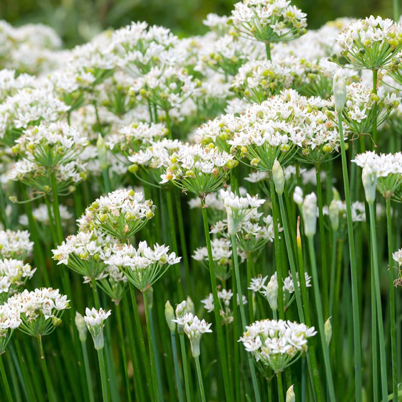 Chinese Chives organic seeds - Allium tuberosum (Flowering)