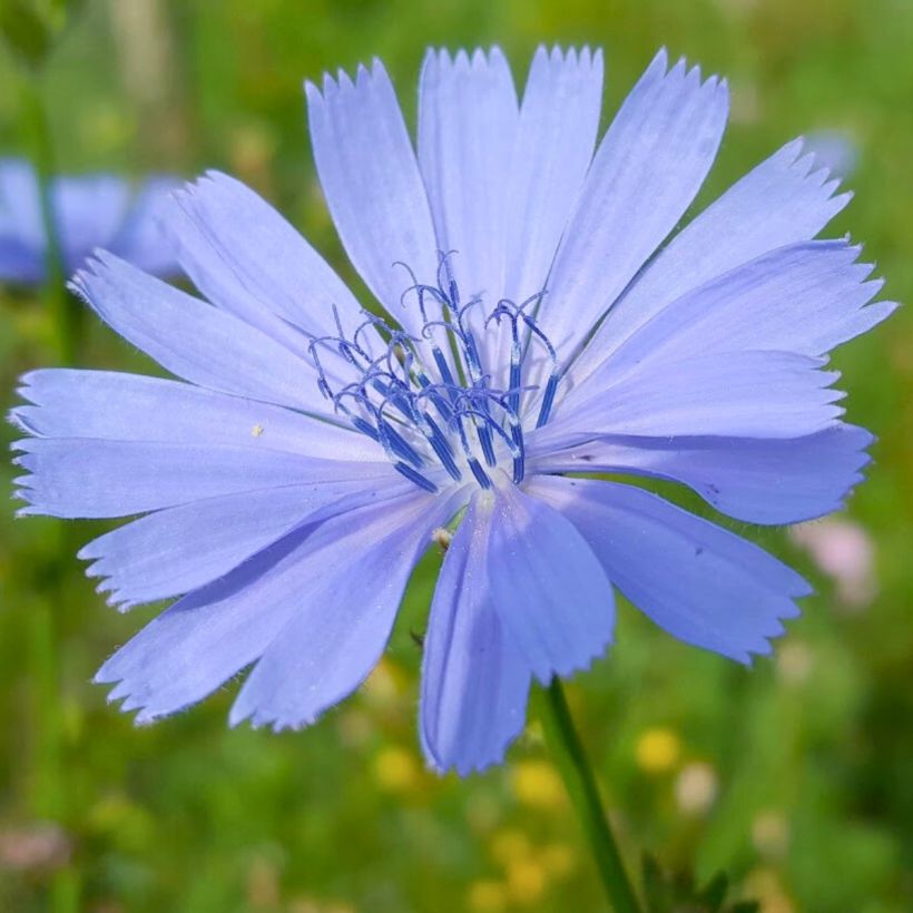 Cichorium intybus - Chicory (Flowering)