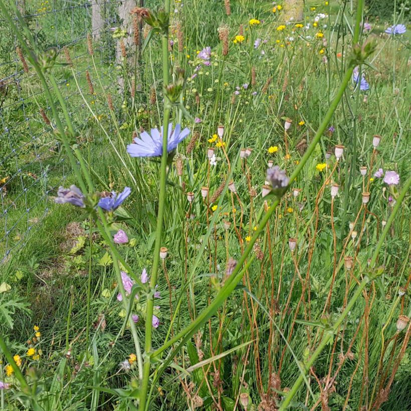 Cichorium intybus - Chicory (Plant habit)