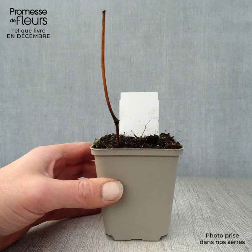 Cimicifuga White Pearl 8/9 cm pot sample as delivered in winter