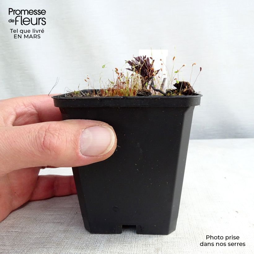 Cimicifuga Brunette 8/9 cm pot sample as delivered in winter