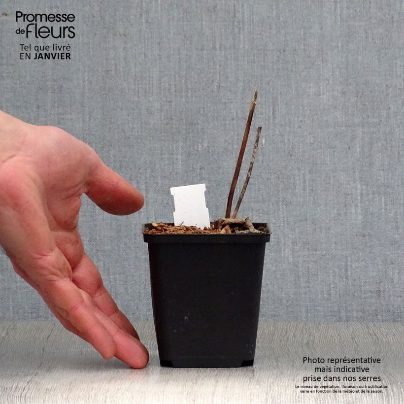 Actaea biternata 8/9 cm pot sample as delivered in winter