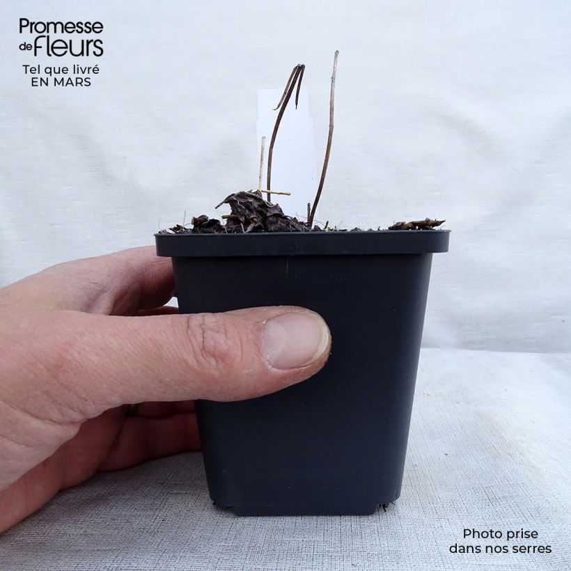 Actaea simplex Pink Spike 8/9 cm pot sample as delivered in spring