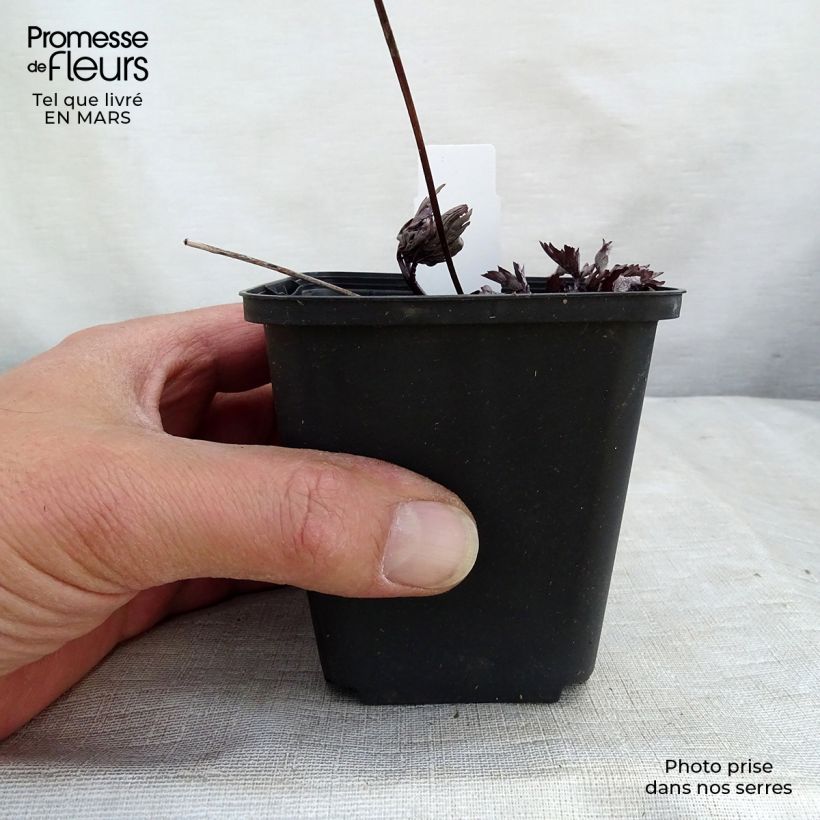 Actea simplex Black Negligee 8/9 cm pot sample as delivered in winter