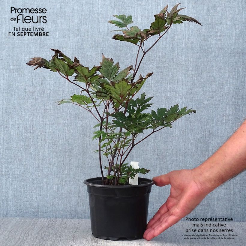 Actaea simplex Atropurpurea 2L/3L pot sample as delivered in autumn