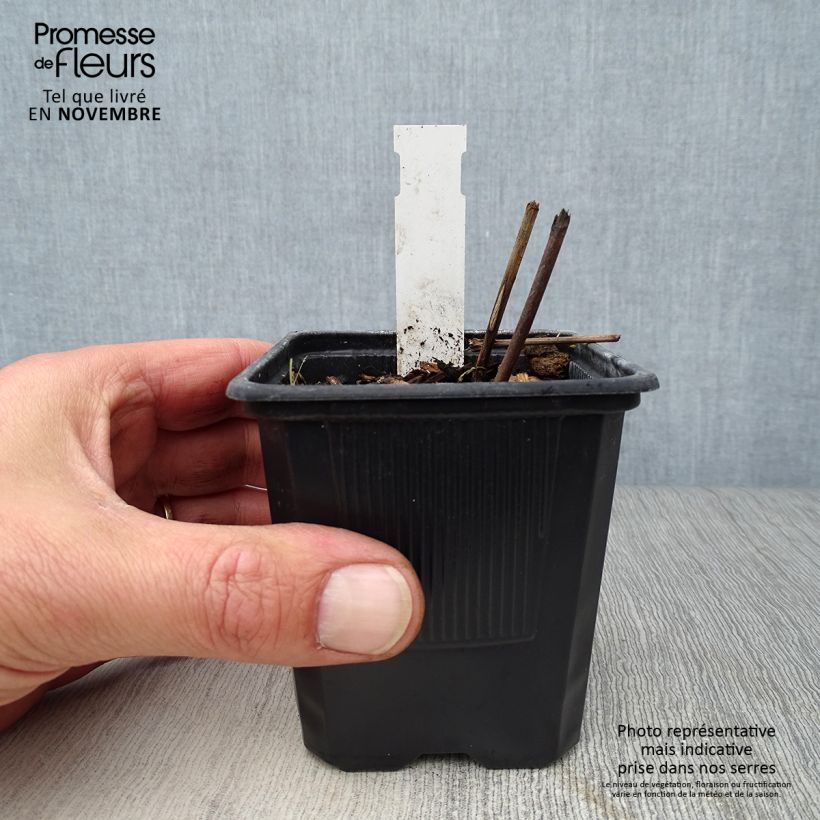 Cimicifuga White Pearl 8/9 cm pot sample as delivered in autumn