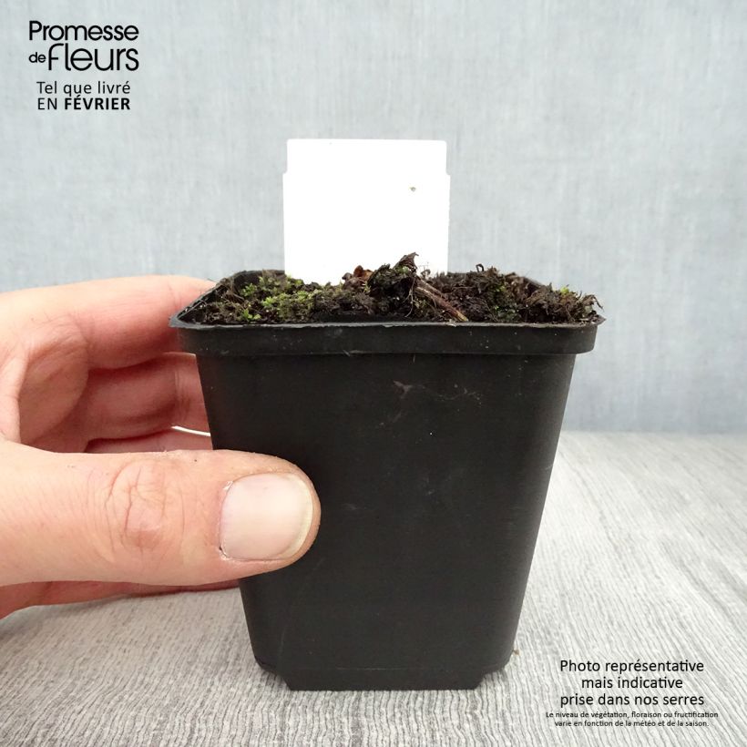 Actaea simplex Pink Spike 8/9 cm pot sample as delivered in winter