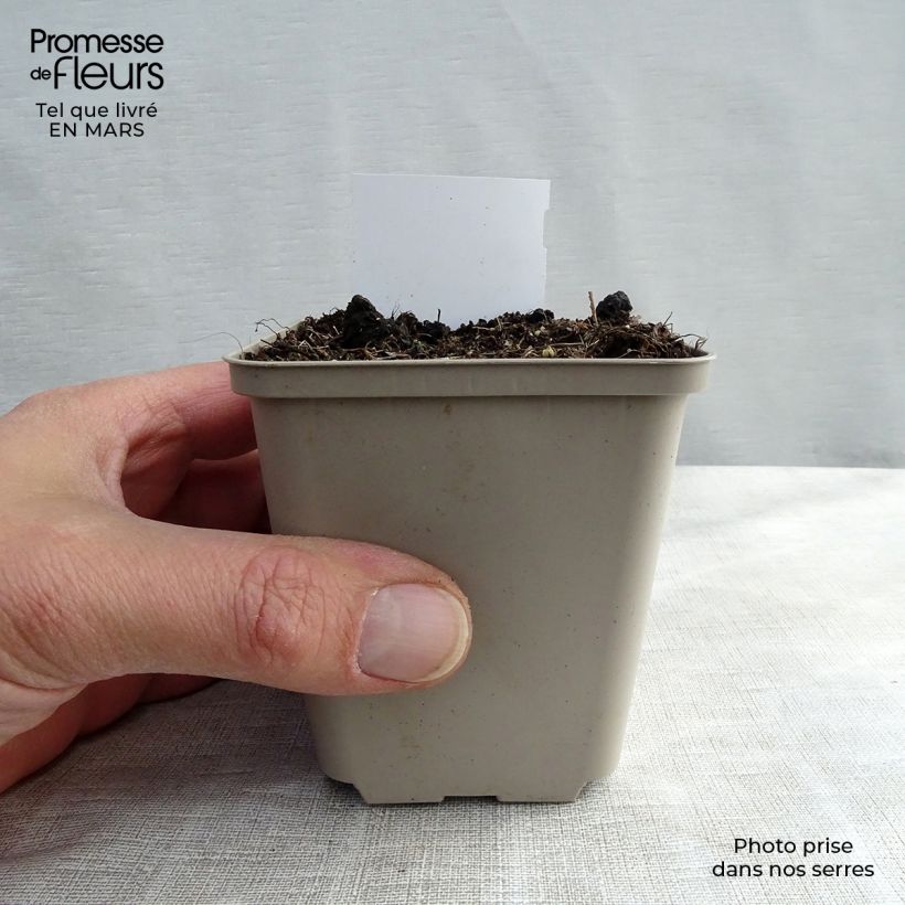 Cimicifuga racemosa 8/9 cm pot sample as delivered in winter