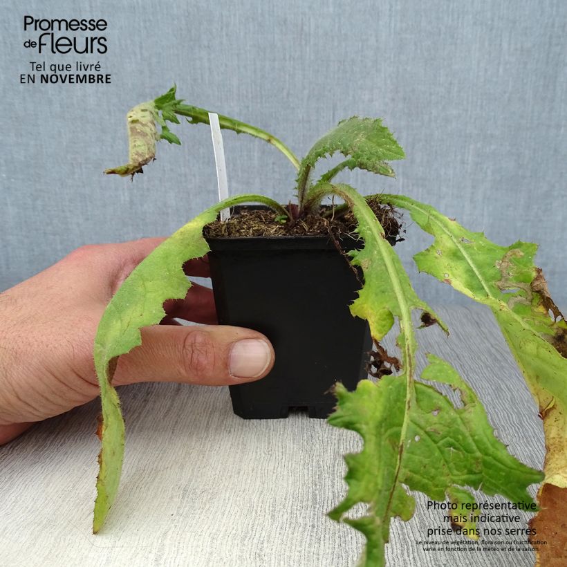 Cirsium rivulare Atropurpureum - Plume Thistle 8/9 cm pot sample as delivered in autumn
