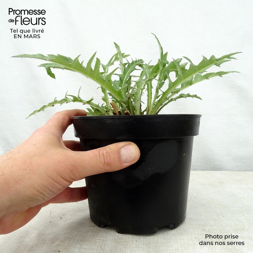 Cirsium rivulare Atropurpureum - Plume Thistle 2L/3L pot sample as delivered in spring