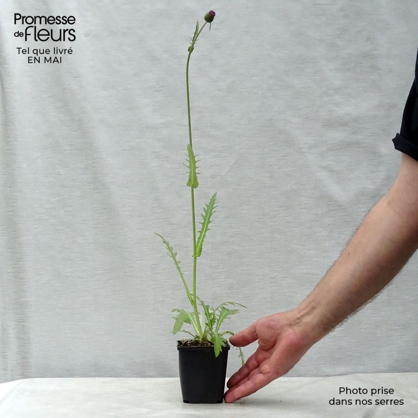 Cirsium rivulare Atropurpureum - Plume Thistle 8/9 cm pot sample as delivered in spring