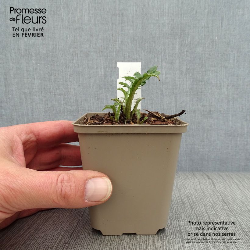 Cirsium rivulare Frosted Magic 8/9 cm pot sample as delivered in winter