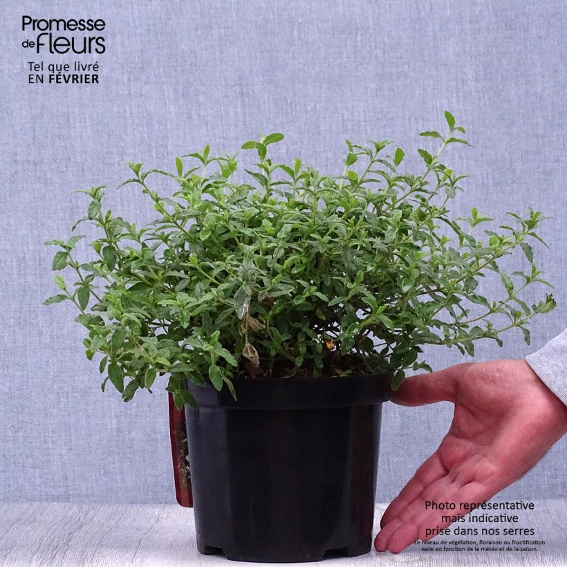 Cistus obtusifolius - Rockrose 2L/3L pot sample as delivered in autumn