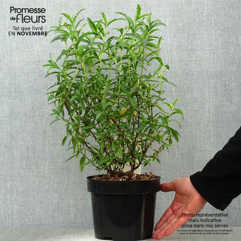 Cistus purpureus Alan Fradd - Rockrose 2L/3L pot sample as delivered in autumn