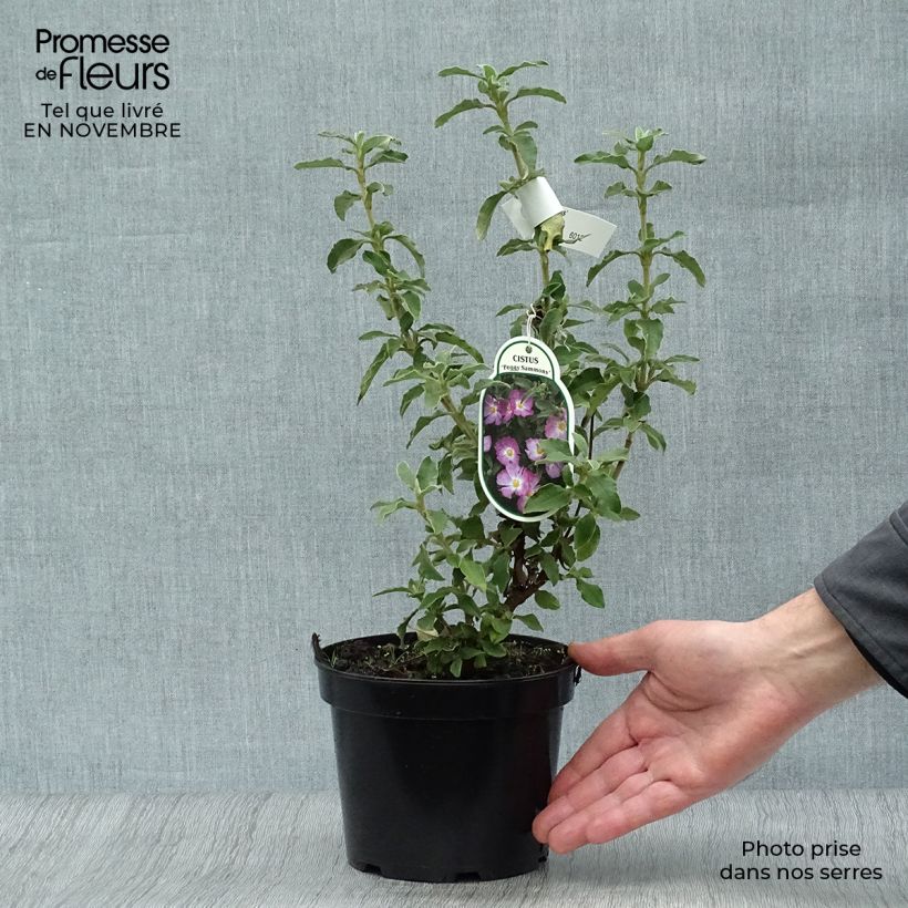 Cistus x argenteus Peggy Sammons - Rockrose 2L/3L pot sample as delivered in autumn