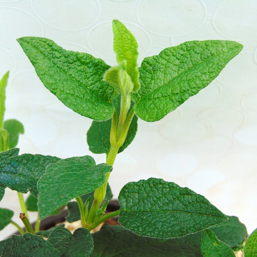Cistus x corbariensis - Rockrose (Foliage)