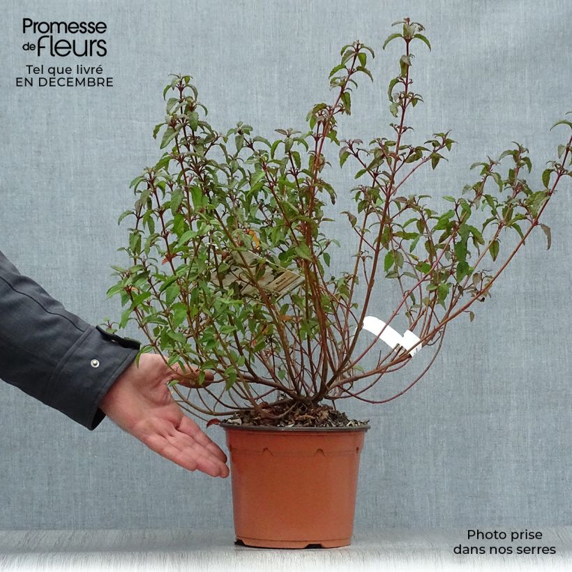 Cistus x corbariensis - Rockrose 2L/3L pot sample as delivered in winter