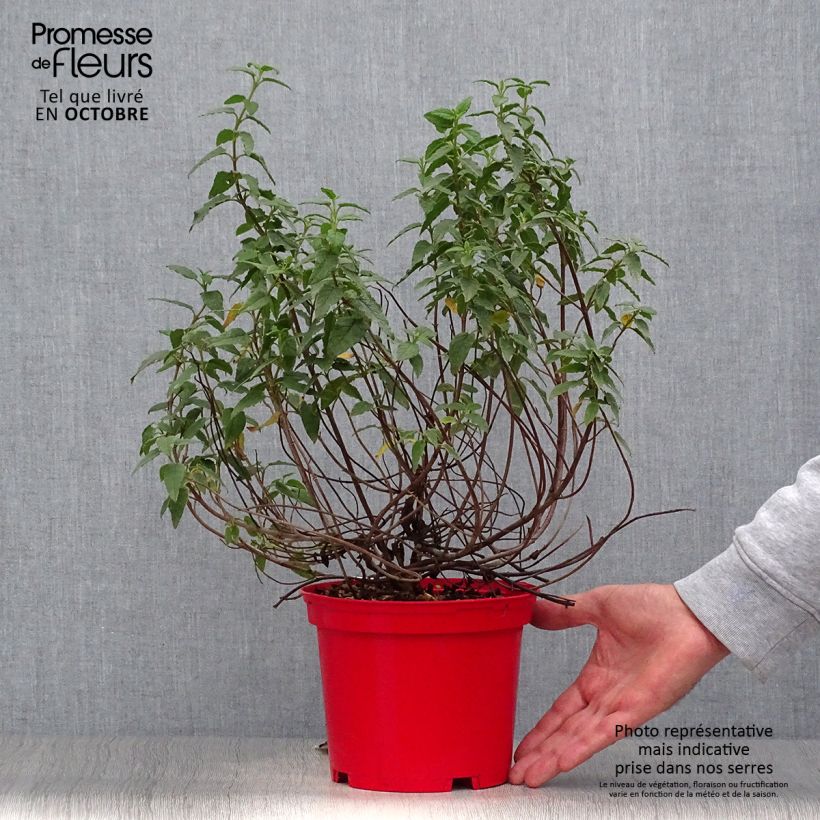 Cistus x corbariensis - Rockrose 2L/3L pot sample as delivered in autumn