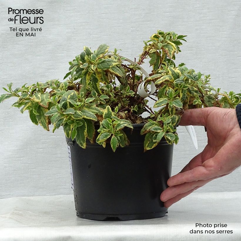 Cistus x corbariensis Rospico - Rockrose 2L/3L pot sample as delivered in spring