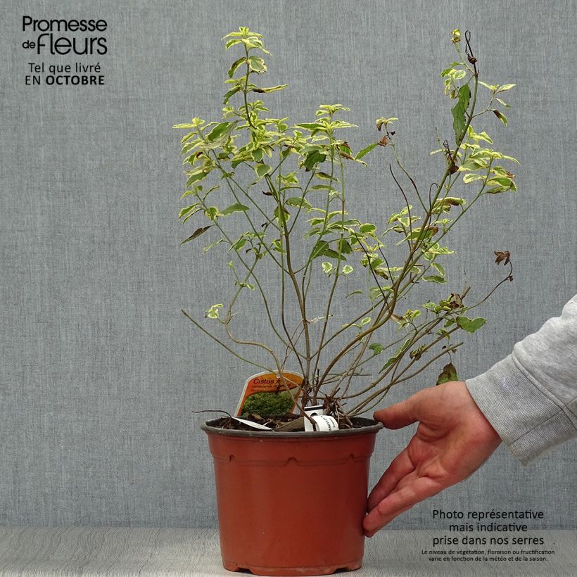 Cistus x corbariensis Rospico - Rockrose 2L/3L pot sample as delivered in autumn