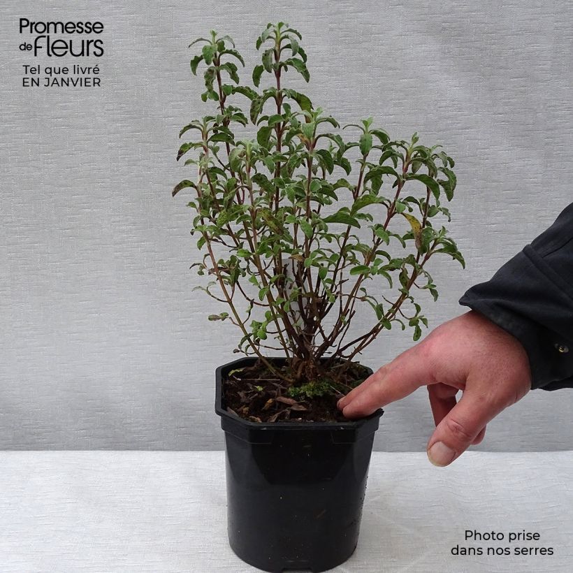 Cistus creticus - Rockrose 3L/4L pot sample as delivered in winter