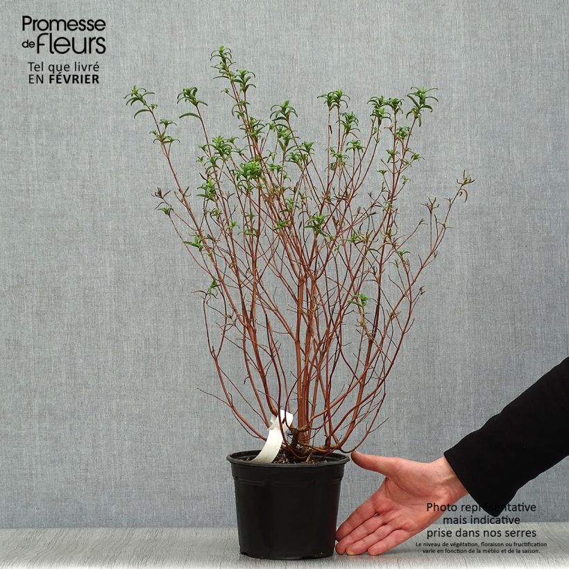 Cistus monspeliensis - Montpelier Rockrose 2L/3L pot sample as delivered in winter