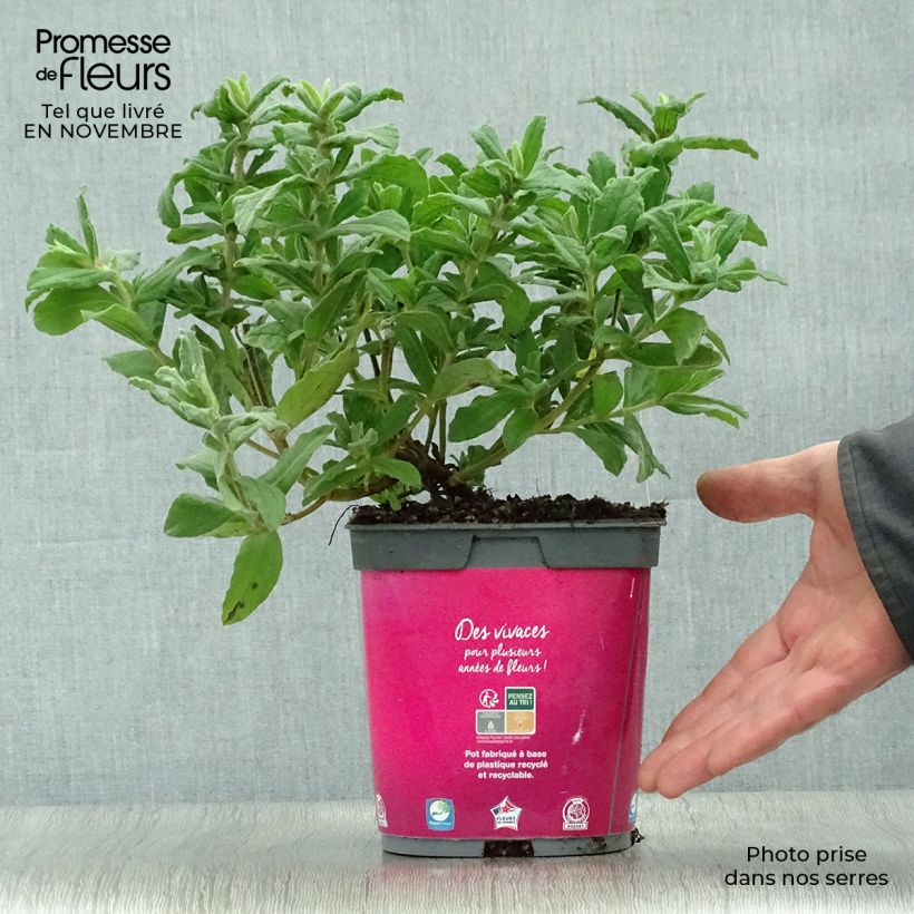 Cistus pulverulentus - Rockrose 2L/3L pot sample as delivered in autumn