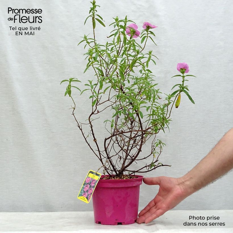 Cistus pulverulentus - Rockrose 2L/3L pot sample as delivered in spring