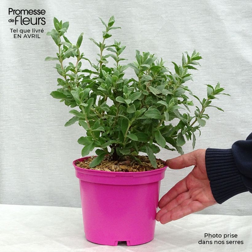 Cistus pulverulentus Sunset - Rockrose 2L/3L pot sample as delivered in spring
