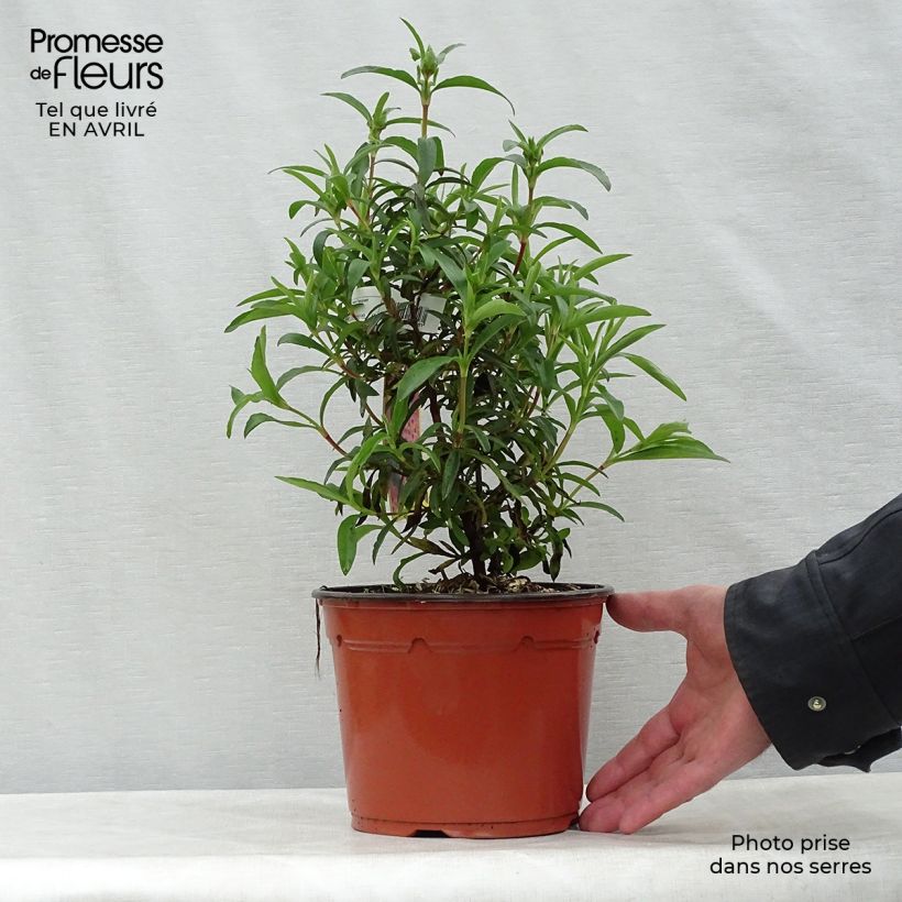 Cistus x purpureus - Rockrose 2L/3L pot sample as delivered in spring