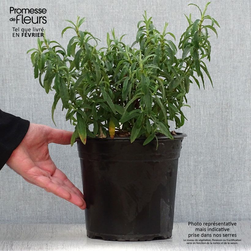 Cistus x purpureus - Rockrose 4L/5L pot sample as delivered in winter