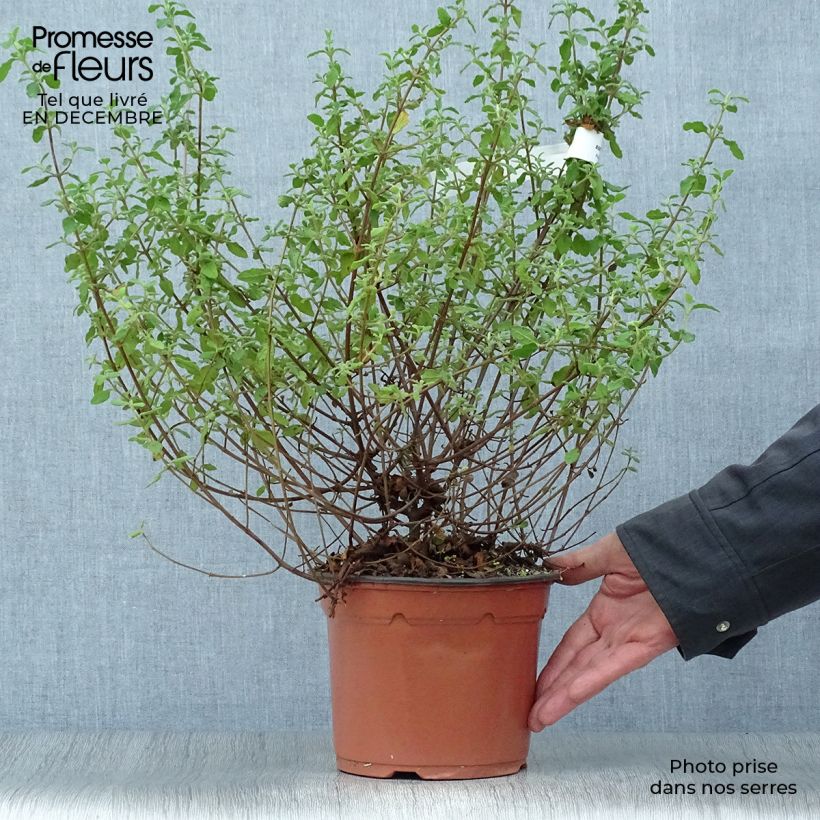 Cistus salviifolius - Rockrose 2L/3L pot sample as delivered in winter