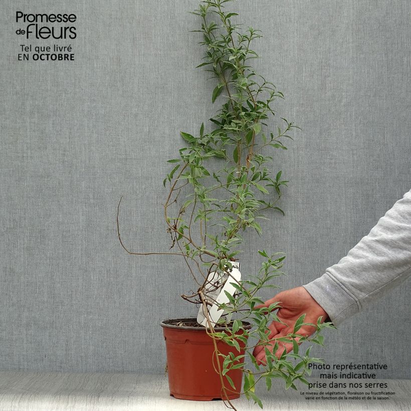 Cistus x skanbergii - Rockrose 2L/3L pot sample as delivered in autumn