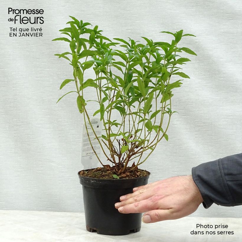 Cistus x loretii - Rockrose 2L/3L pot sample as delivered in winter