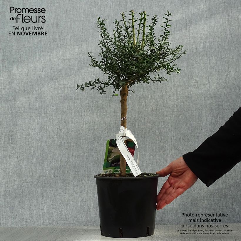 Finger Lime - Microcitrus australasica 4L/5L pot, Quarter standard sample as delivered in autumn