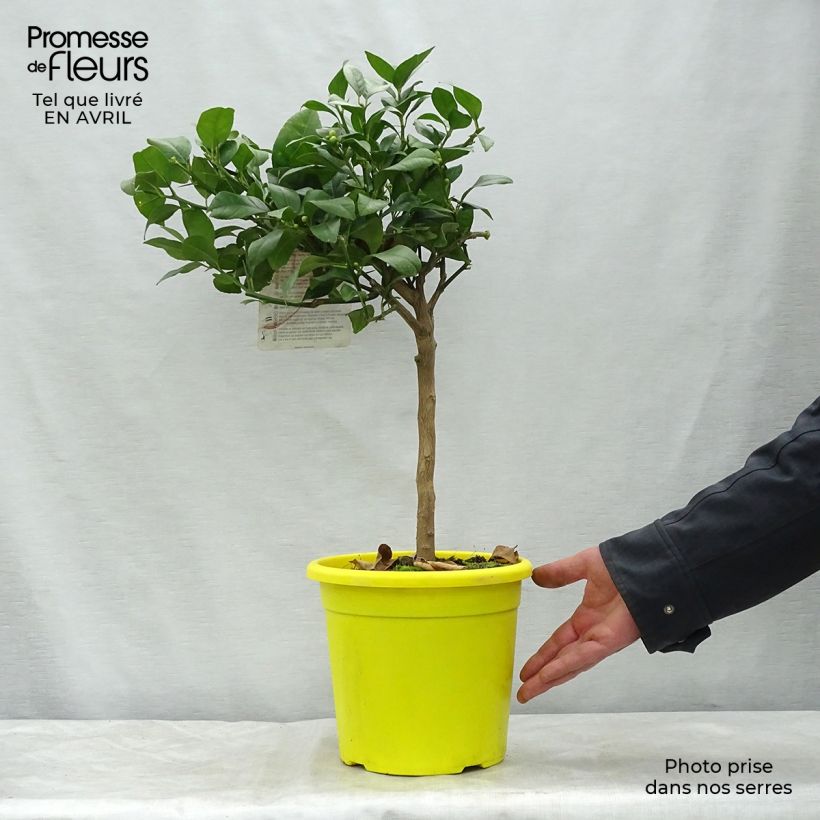 Citrus Volkameriana - Bitter Lemon 4L/5L pot, Quarter standard sample as delivered in spring