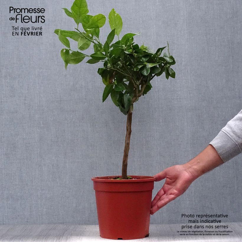 Citrus Volkameriana - Bitter Lemon 4L/5L pot, Quarter standard sample as delivered in autumn