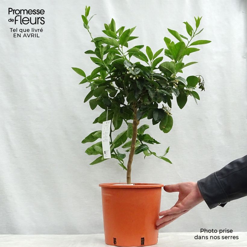 Lime - Citrus aurantifolia 4L/5L pot, Quarter standard sample as delivered in spring