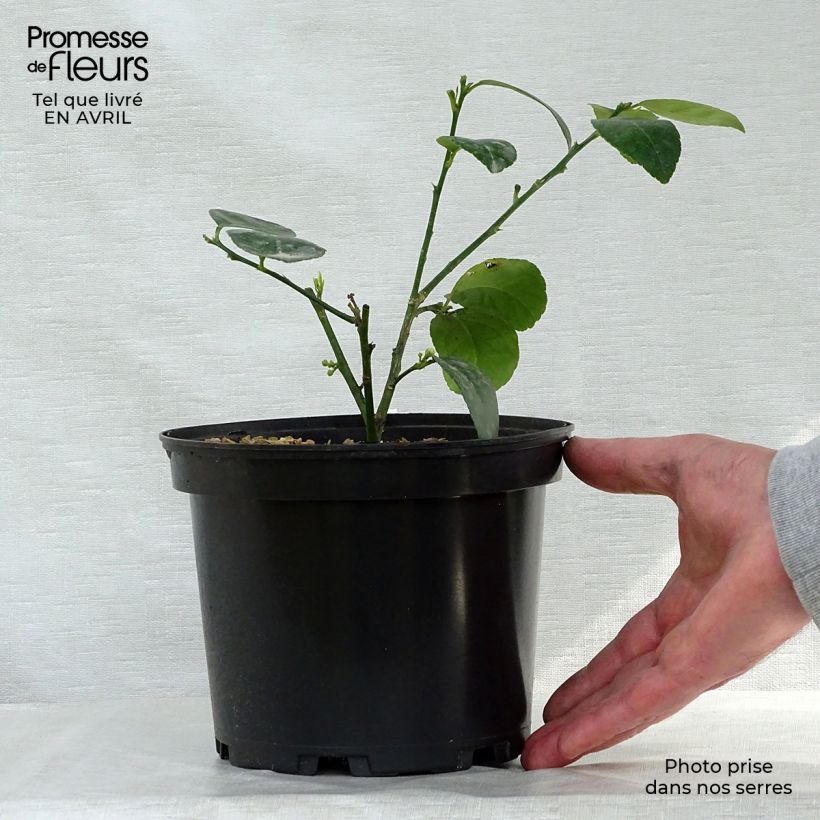 Citrus x aurantiifolia 'Mexican' 2L/3L pot sample as delivered in spring
