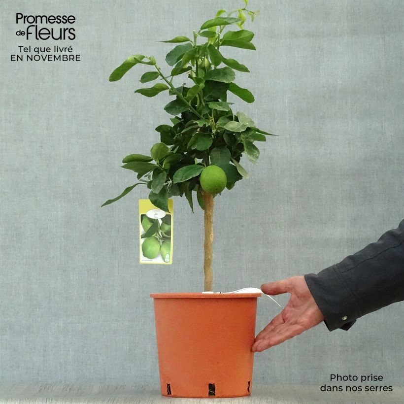 Citrus aurantiifolia Red Lime - Key Lime 4L/5L pot, Quarter standard sample as delivered in autumn