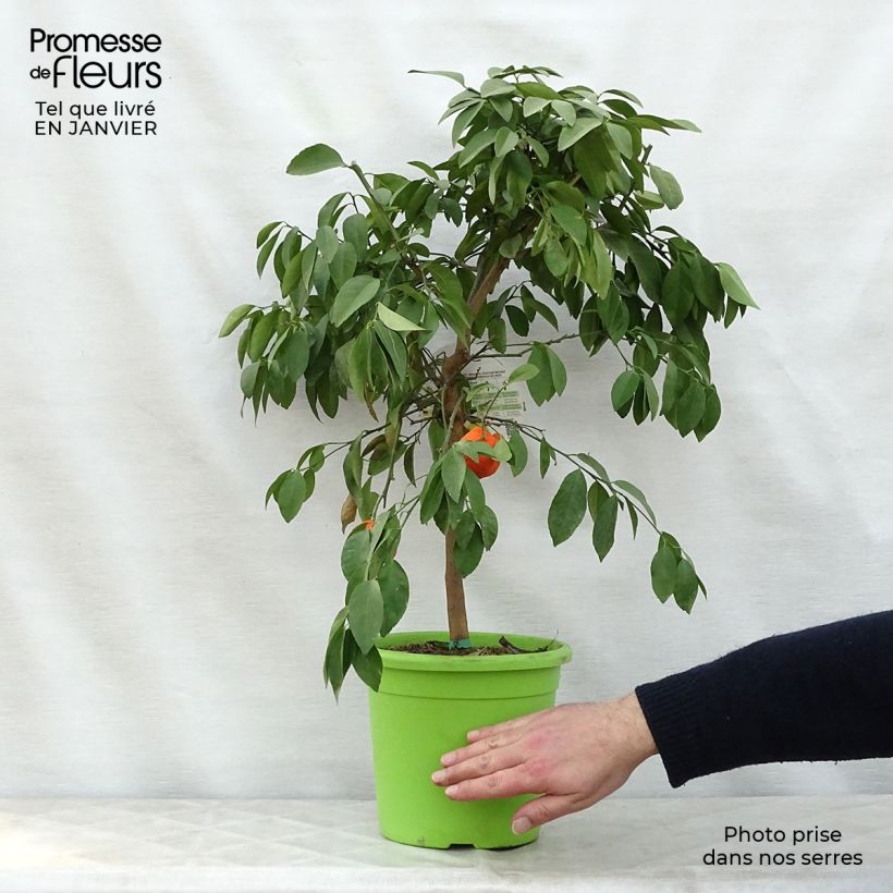 Citrus aurantiifolia Red Lime - Key Lime 4L/5L pot, Quarter standard sample as delivered in winter