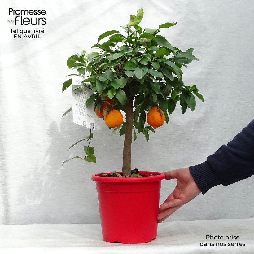 Citrus aurantiifolia Red Lime - Key Lime 4L/5L pot, Quarter standard sample as delivered in spring