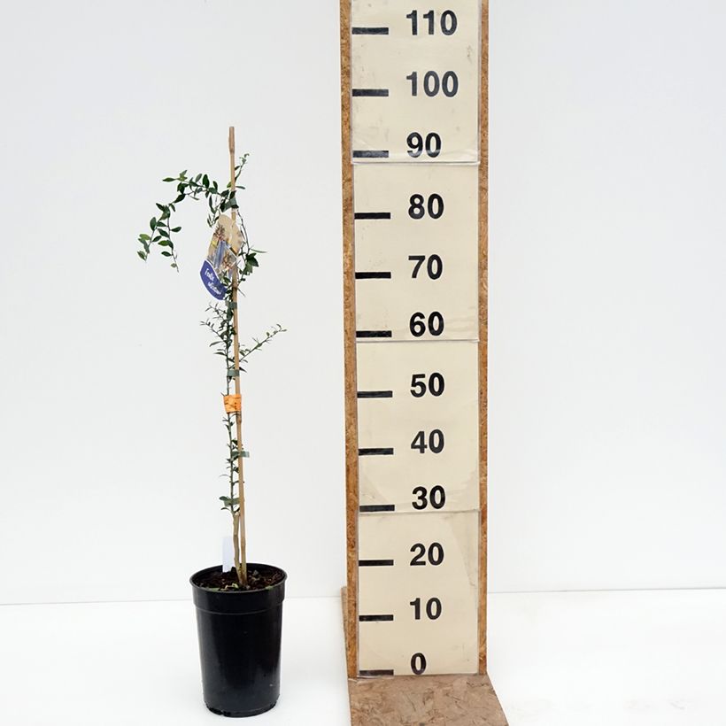 Finger Lime - Microcitrus australasica 2L/3L pot, Scion sample as delivered in winter