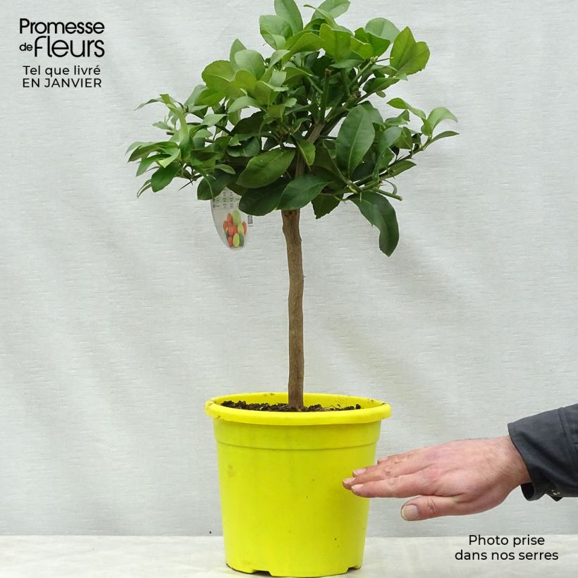 Citrus limon Adamo - Lemon Tree 4L/5L pot, Quarter standard sample as delivered in winter
