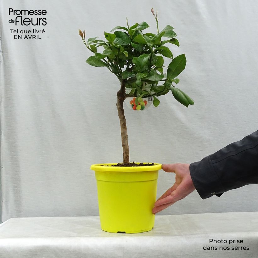Citrus limon Cerza - Lemon Tree 4L/5L pot, Quarter standard sample as delivered in spring