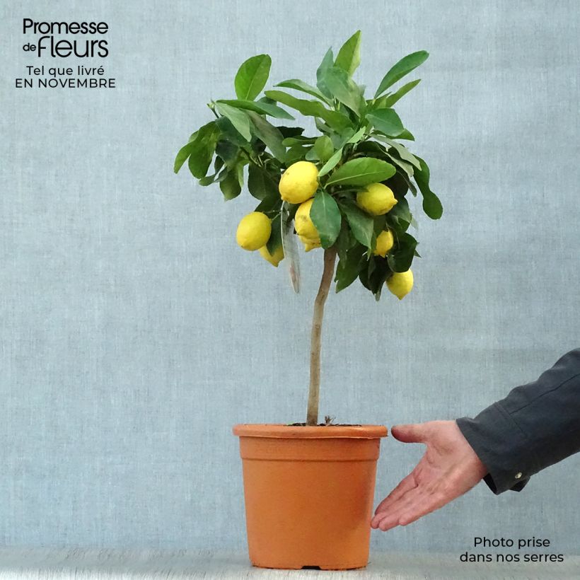 Citrus limon Femminello Incappucciato - Lemon Tree 4L/5L pot, Quarter standard sample as delivered in autumn