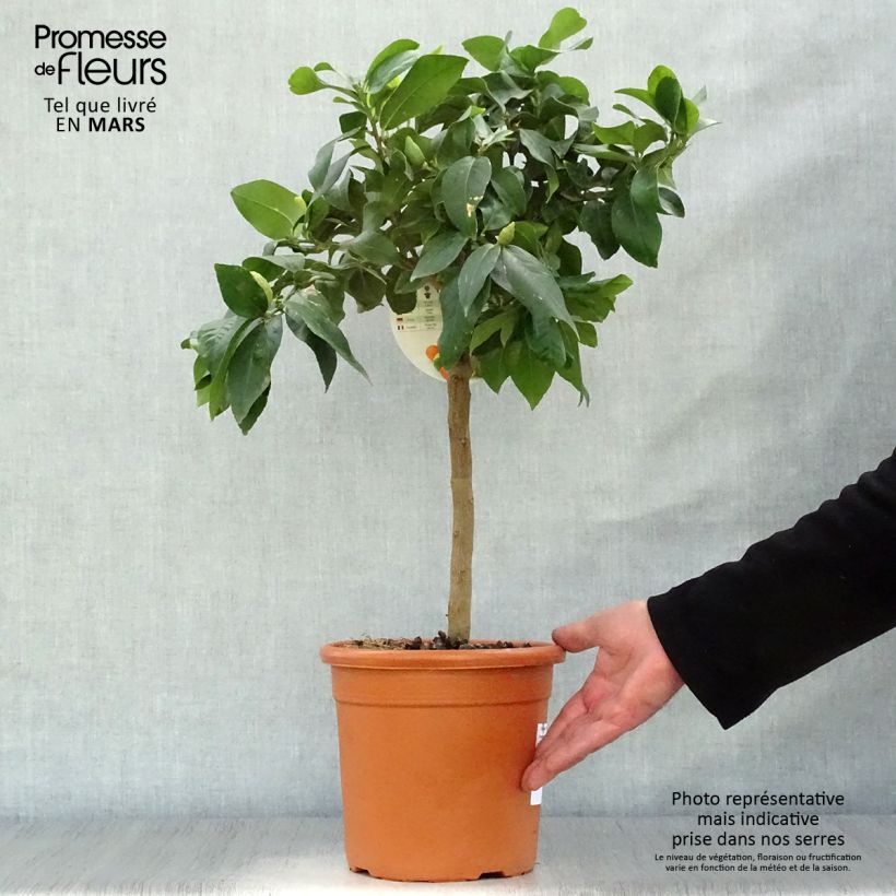 Citrus limon Femminello Incappucciato - Lemon Tree 4L/5L pot, Quarter standard sample as delivered in spring