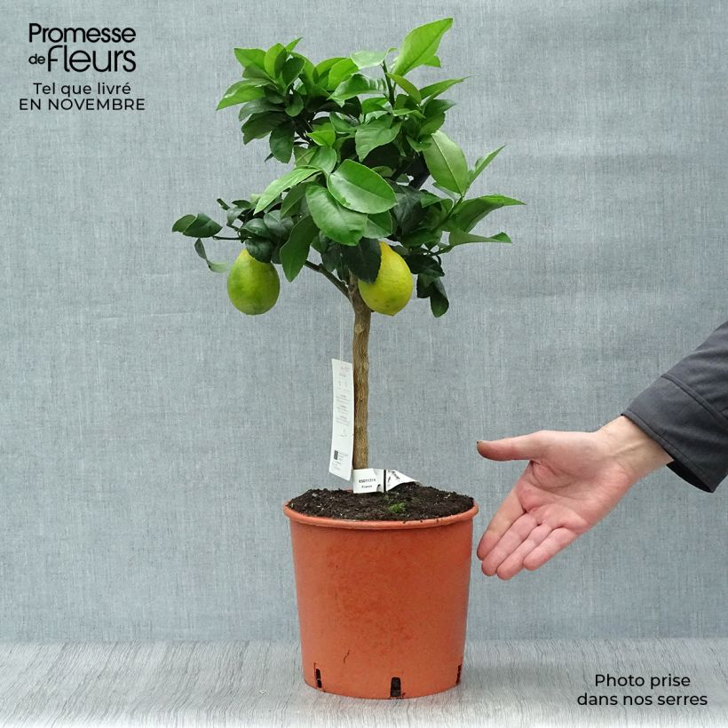 Meyer Lemon Tree - Citrus x meyeri 4L/5L pot, Quarter standard sample as delivered in autumn